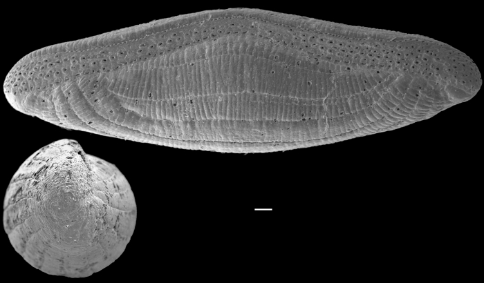 Alveolinella quoyi