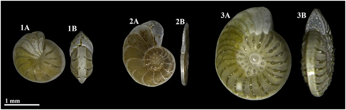 Operculina ammonoides